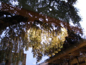 Hanging Bottles Charleston, SC